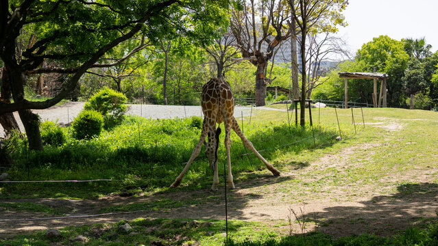 Sexy giraffe showing off her legs
