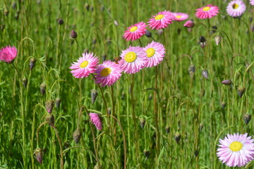pink flowers in the grass