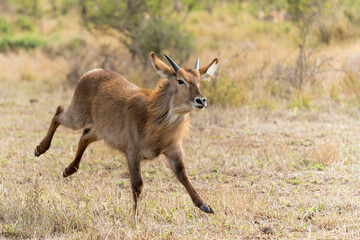 Young male waterbuck running away for an adult male on the plains near Satara restcamp  in Kruger national park in south africa