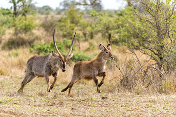 Young male waterbuck running away for an adult male on the plains near Satara restcamp  in Kruger national park in south africa