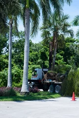 Fotobehang Gardeners lift a palm tree with the arm of a crane in a truck in Mexico © Marco B.