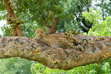 Leopard male resting and looking around in a big fig tree in the Okavango Delta in Botswana    