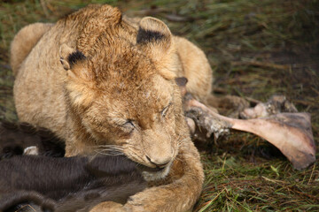 Afrikanischer Löwe / African Lion / Panthera Leo.