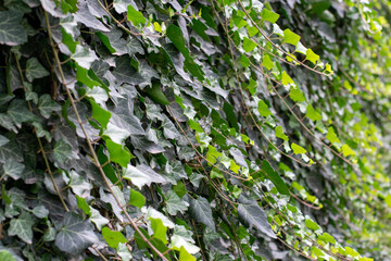 Ivy, hanging shrub, green leaves grown on the fence