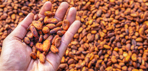 Agriculture of cocoa brown organic cocoa beans sun-drying on a cocoa farm in hand Famer. Process for chocolate production Organic cocoa beans sun drying on a farm