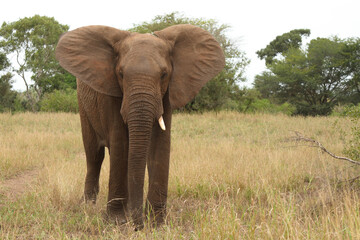 Naklejka na ściany i meble Afrikanischer Elefant / African elephant / Loxodonta africana