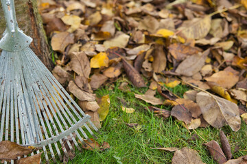 raking leaves in the garden