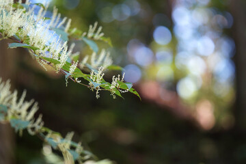 イタドリの花　9月