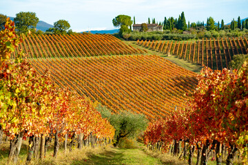 Sagrantino wine vineyards in autumn, Montefalco, Umbria, Italy.