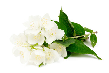 Obraz na płótnie Canvas Jasmine flowers with green leaves on a white background.