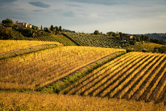 Autumn colors of the Chianti vineyards, Italy