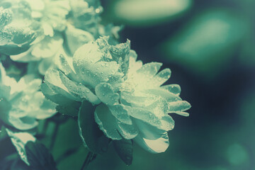 Flowering peonies in a garden