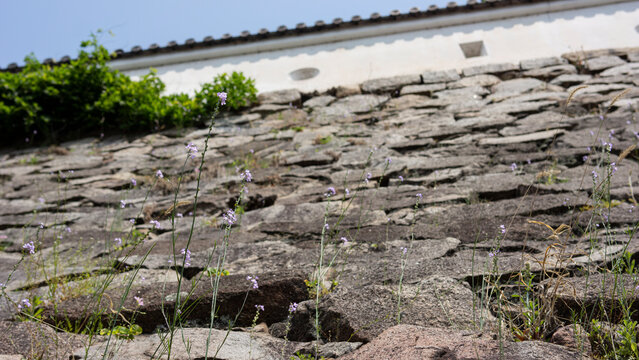 A small, long flower hanging from a stone wall
