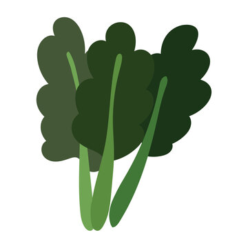 Spinach Vegetable Icon