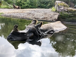 rhino is diving and chilling