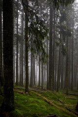 Obraz premium Beautiful ukrainian nature. Old and misty pine forest during rainy day. Carpathian Mountains, Ukraine
