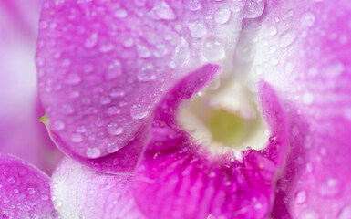 Close-up macro soft focus water drop on bright pink purple orchid flowers tropical flora plant exotic blossom blur background.concept for wallpaper,backdrop,botanical design.