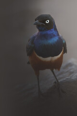 Superb Starling