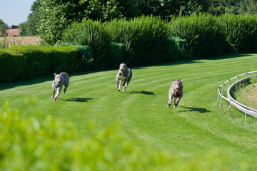 Race between 3 Irish Wolfhounds on a belgian track in summer 2022. This is an historic sighthound dog breed from Ireland.