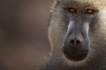 Portrait of baboon.