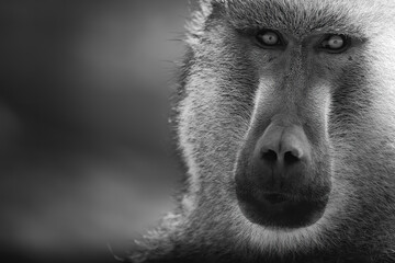 Close up of a baboon in the savannah. - Powered by Adobe