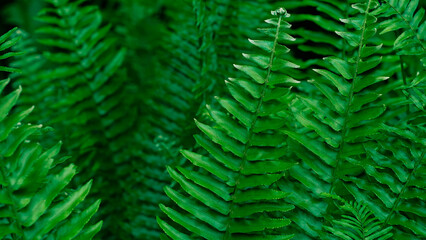 fern leaf background