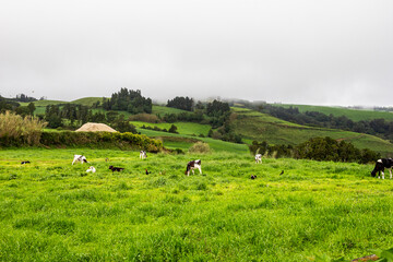 cows grazing in a field
