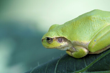 アマガエル　葉っぱの上に鎮座　9月