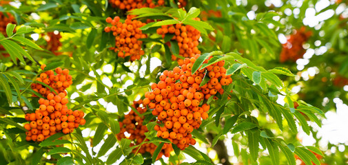 Banner. Autumn background with rowan branches. Selective focus.