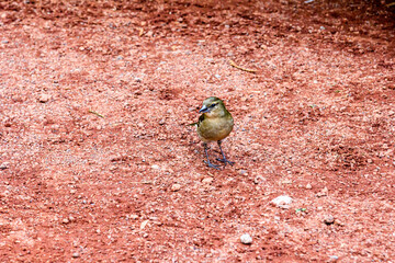 little bird on a redish ground