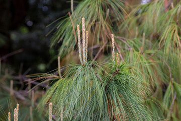 Close-up silky long needles of beautiful pine tree Pinus leiophylla schiede. Evergreen tree in spring day