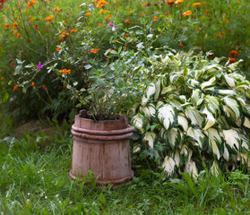 Obraz premium Hosta, marigold and other plants in the garden