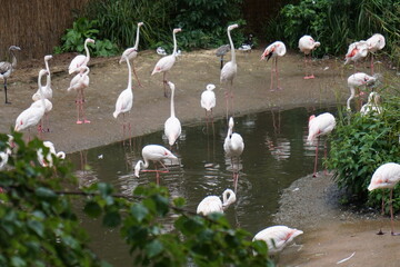 Flamingos around a pond in a zoo