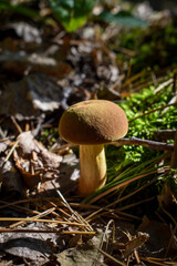 mushrooms in the forest