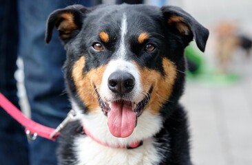 black and white dog with red tongue