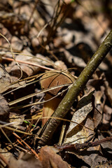 close up of a grass