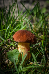 mushroom in the grass