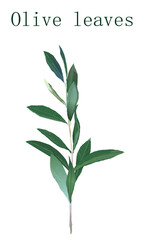 オリーブの葉　背景なし