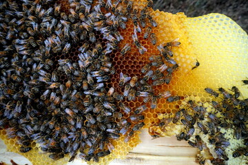 Bees working on honey cells. a bunch of wild bees on the nest make honey