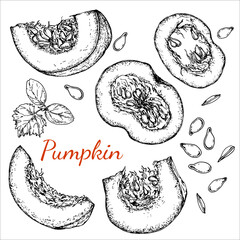 Pumpkin. Sliced pumpkin, seeds and plant sprout. Black and white stock illustration. Sketch. Hand drawn. Isolated. Engraving.Great for vegetarian food labeling, packaging and design