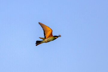 A colourful Bee-Eater in flight