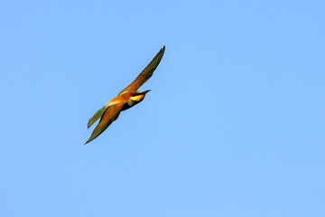 A colourful Bee-Eater in flight