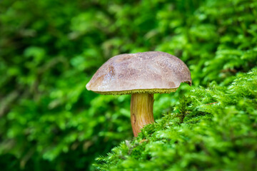 Nice boletus mushroom xerocomellus chrysenteron, growing on moss. Diet, edible plant