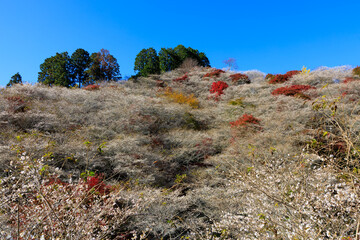 landscape autumn season in japan