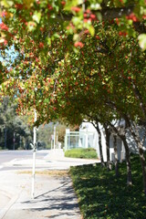 A nice tree almost covered with the walkway