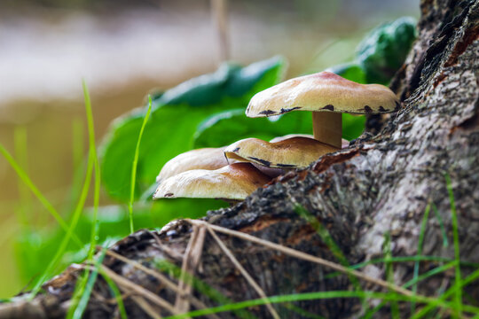 Sulphur tuft, hypholoma fasciculare non edible mushroom growing near tree roots