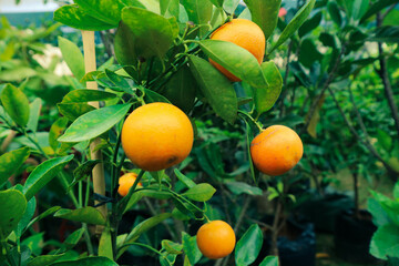Very fresh mandarin oranges with yellow orange color that are still attached to the tree, have not been harvested.