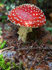 Fly agaric stands alone in the forest