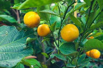 Very fresh mandarin oranges with yellow orange color that are still attached to the tree, have not been harvested.