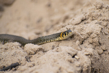 snake in the sand